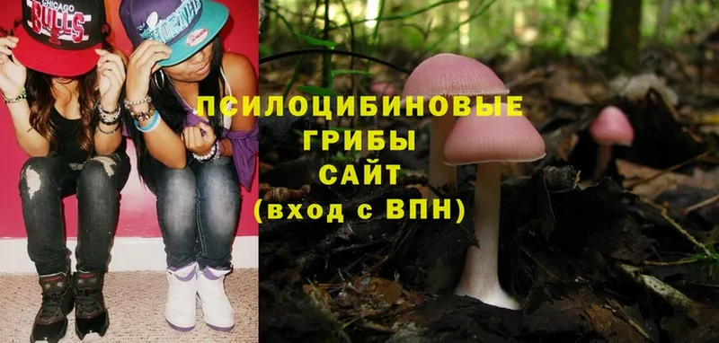 mega tor  купить   Лакинск  Псилоцибиновые грибы Cubensis 